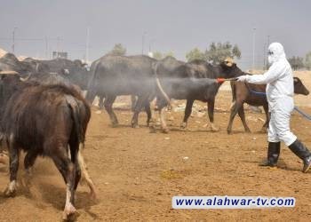 واسط تمنع دخول المواشي إلى المحافظة بسبب انتشار الحمى النزفية